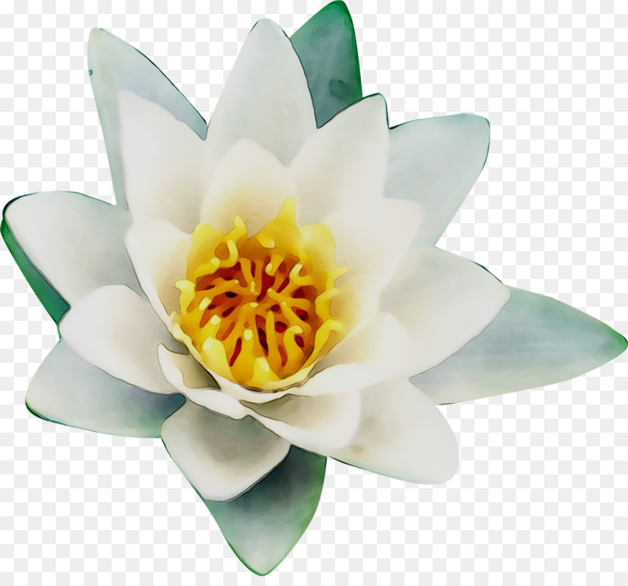 Flor De Loto Blanco，Nenúfar PNG