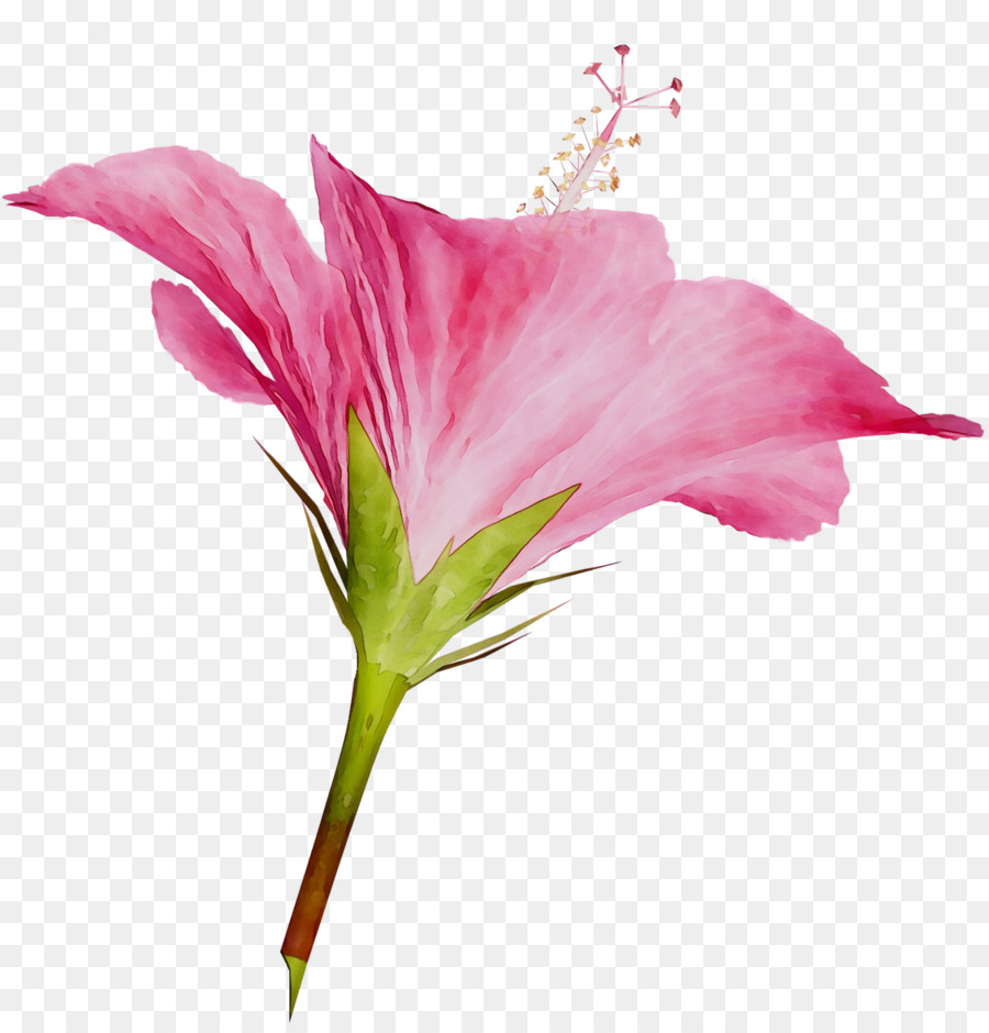Rosemallows，Las Flores Cortadas PNG
