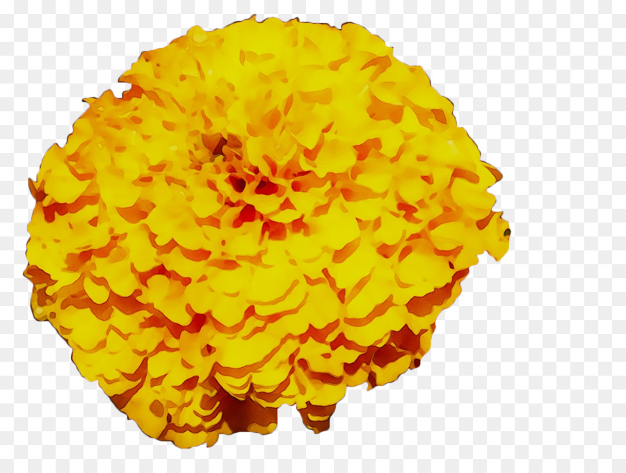Amarillo，Crisantemo PNG