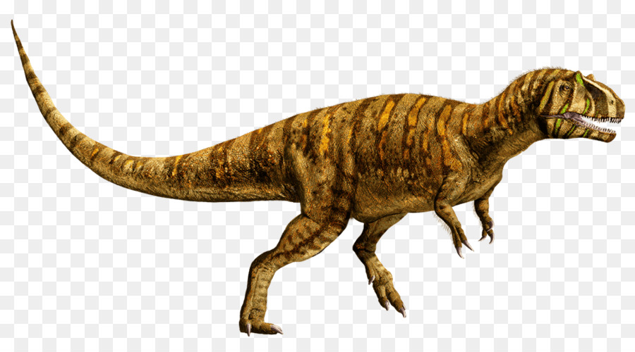 Metriacanthosaurus，Tyrannosaurus PNG