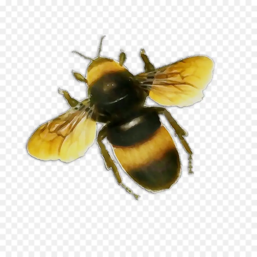 La Miel De Abeja，Abejorro PNG