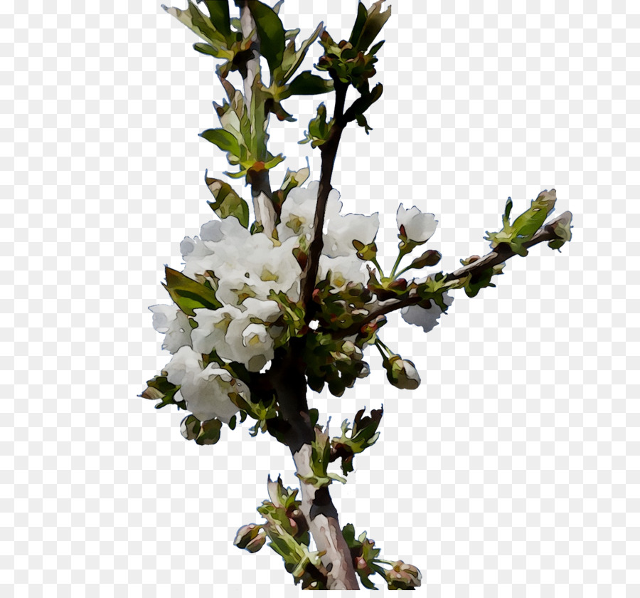 De Los Cerezos En Flor，Stau150 Minvuncnr Ad PNG