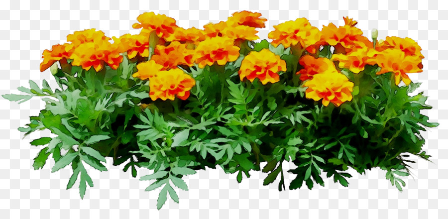 Crisantemo，Planta Anual PNG