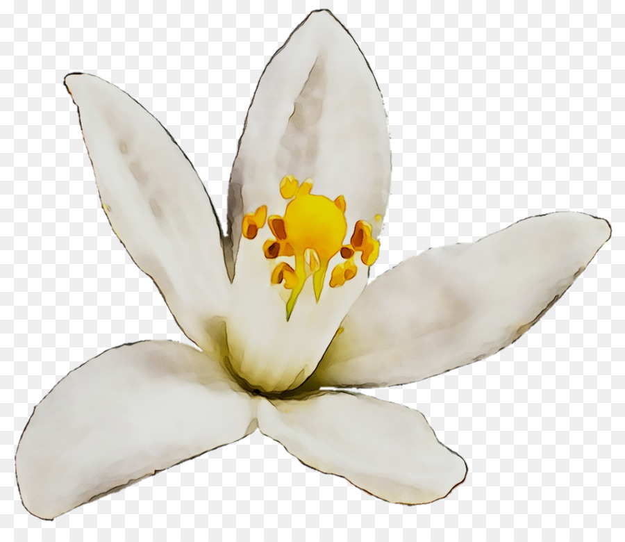 Flor Blanca，Florecer PNG