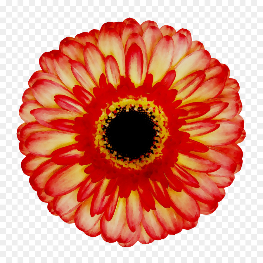 Flor Roja，Flor PNG