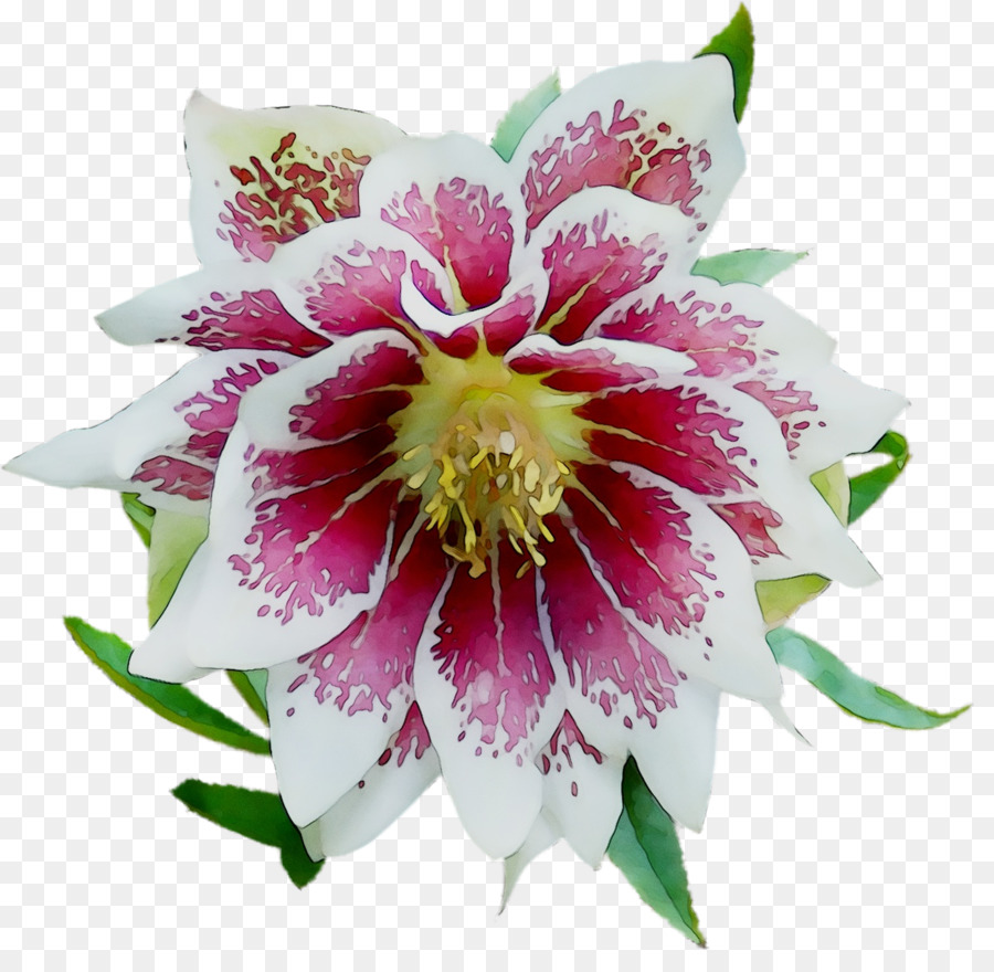 Epiphyllum，Las Flores Cortadas PNG