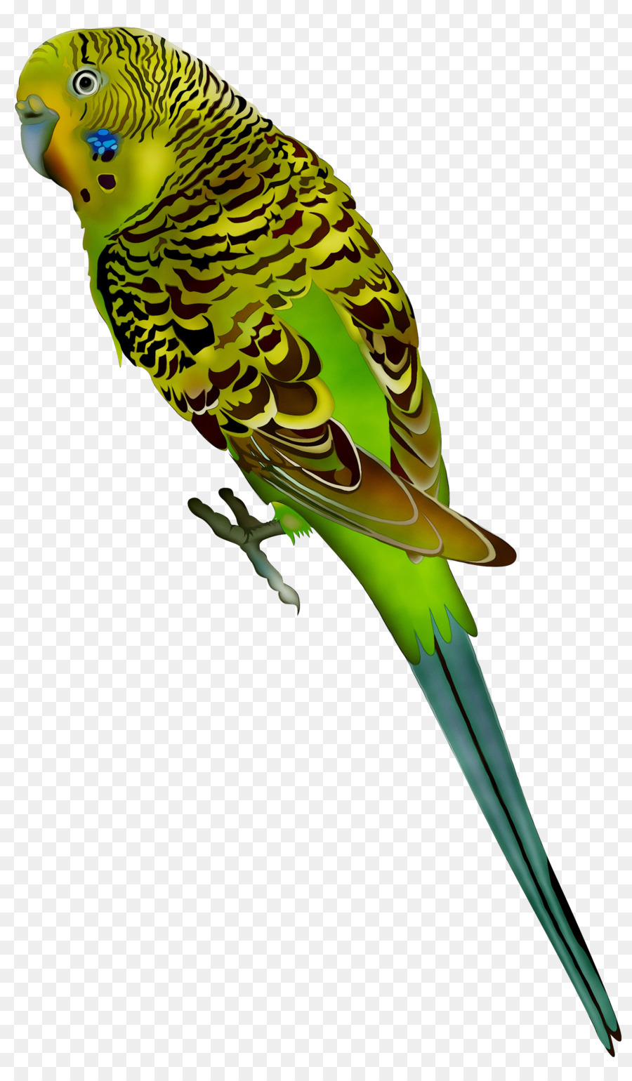 Budgericar，Loro PNG