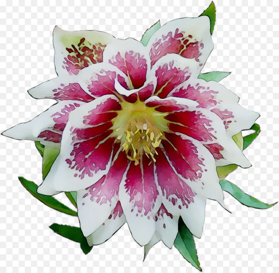 Epiphyllum，Planta Anual PNG