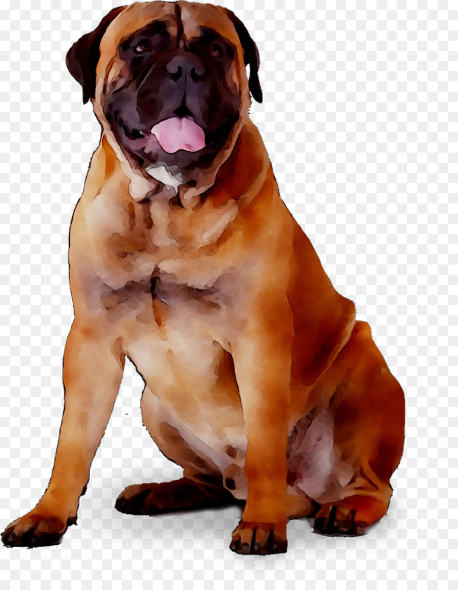 Valle De Bulldog，Inglés Antiguo Bulldogge PNG