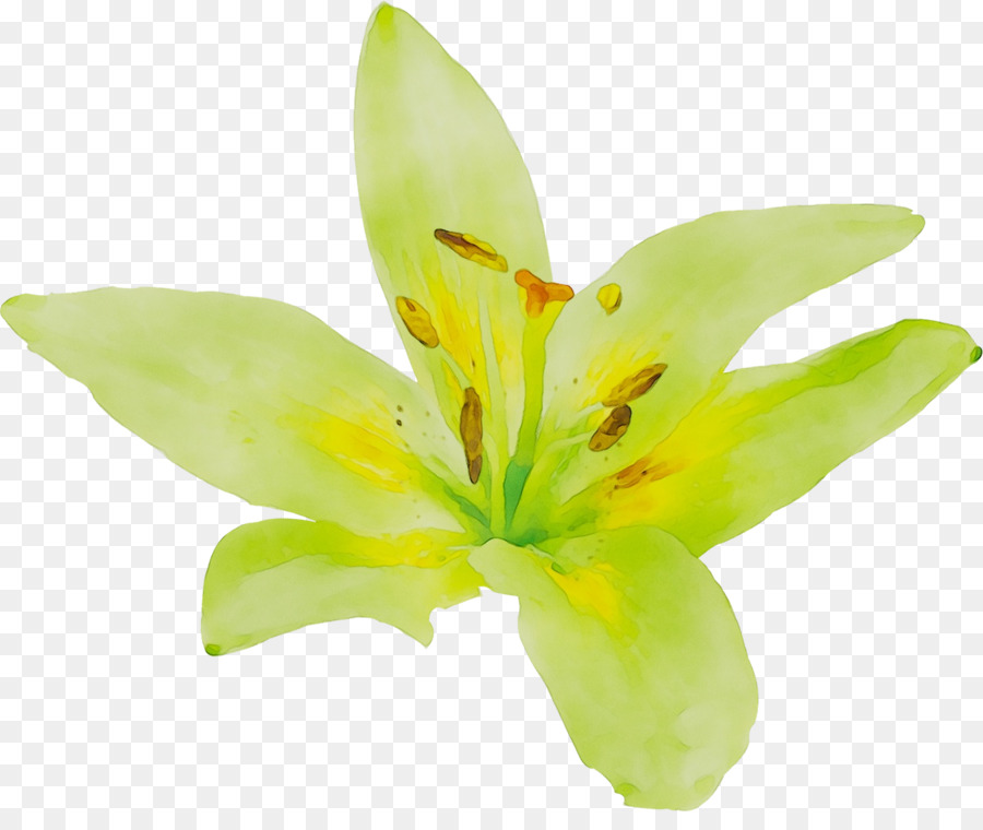 Amarillo，Tallo De La Planta PNG