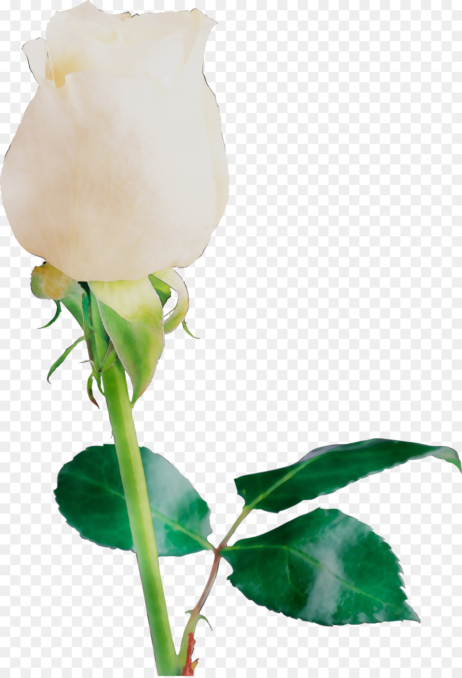 Rosa Blanca，Provenir PNG