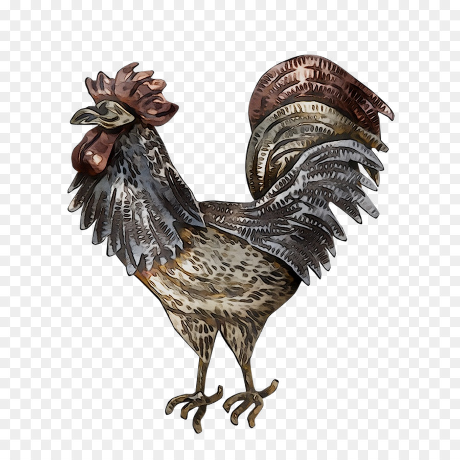 Gallo，Durante PNG