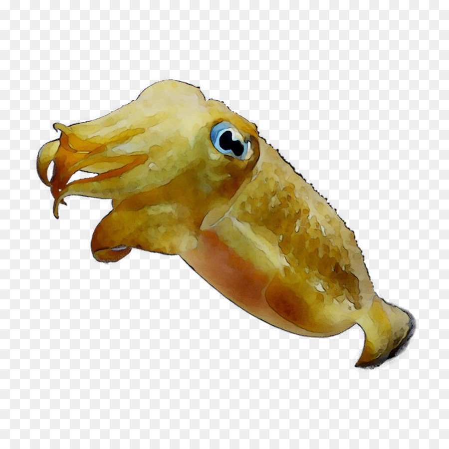 Calamar，Pulpo PNG