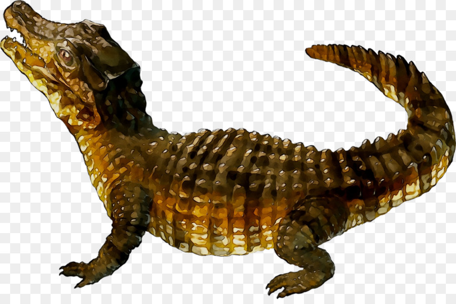 Cocodrilo Del Nilo，Cocodrilo PNG