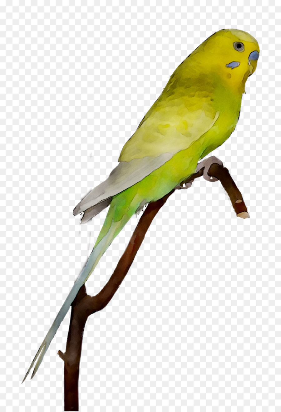 Agapornis，Guacamayo PNG