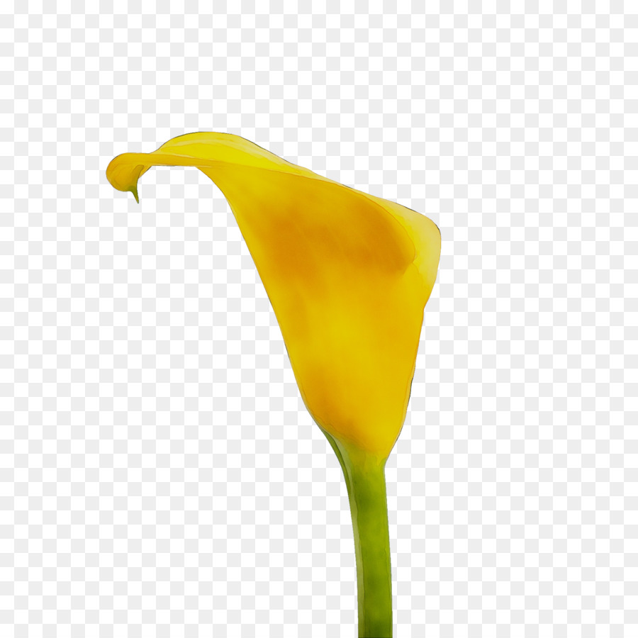 Amarillo，Arum PNG