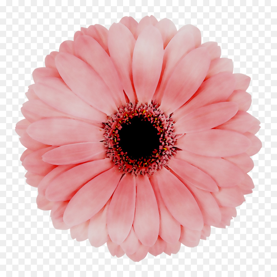 Transvaal Daisy，Las Flores Cortadas PNG