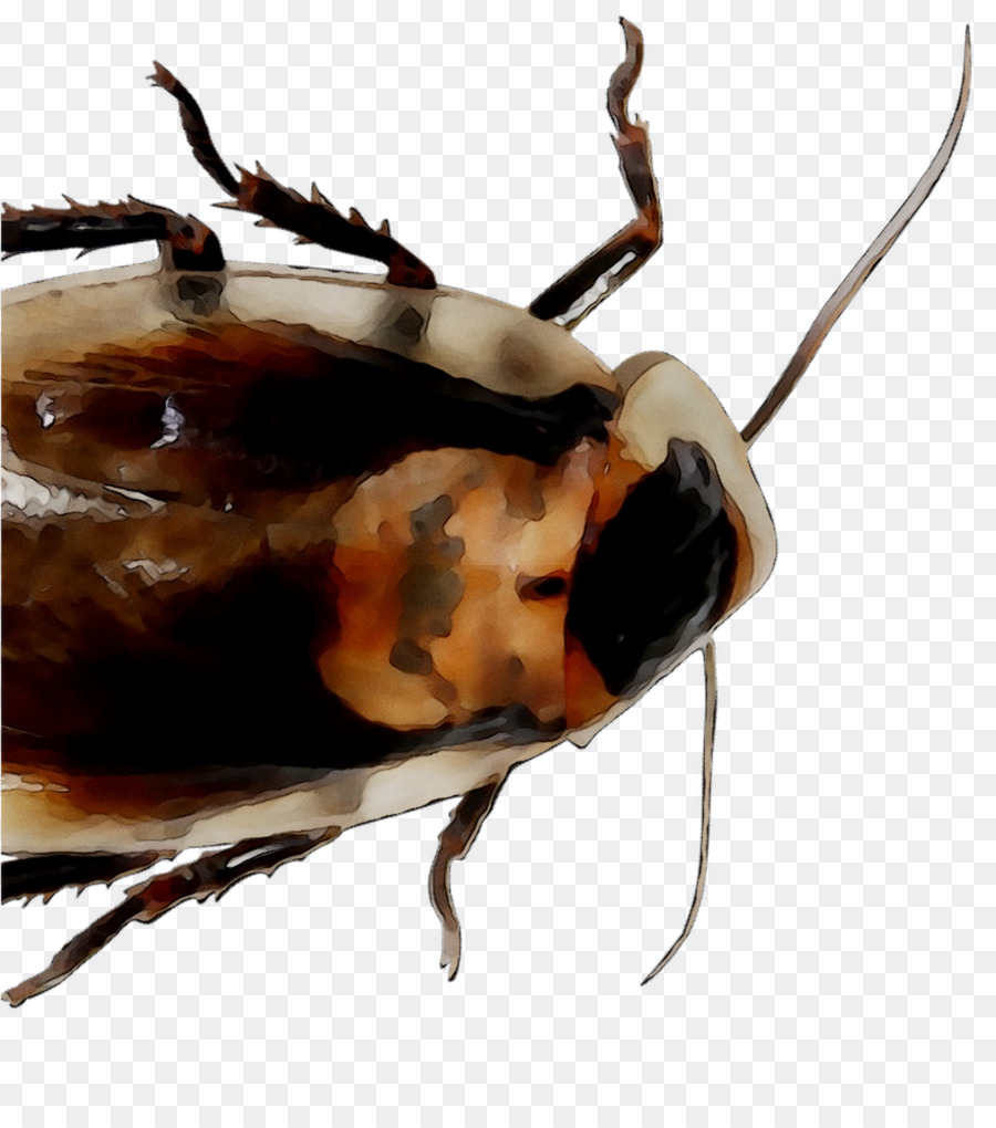 Cucaracha，Insecto PNG