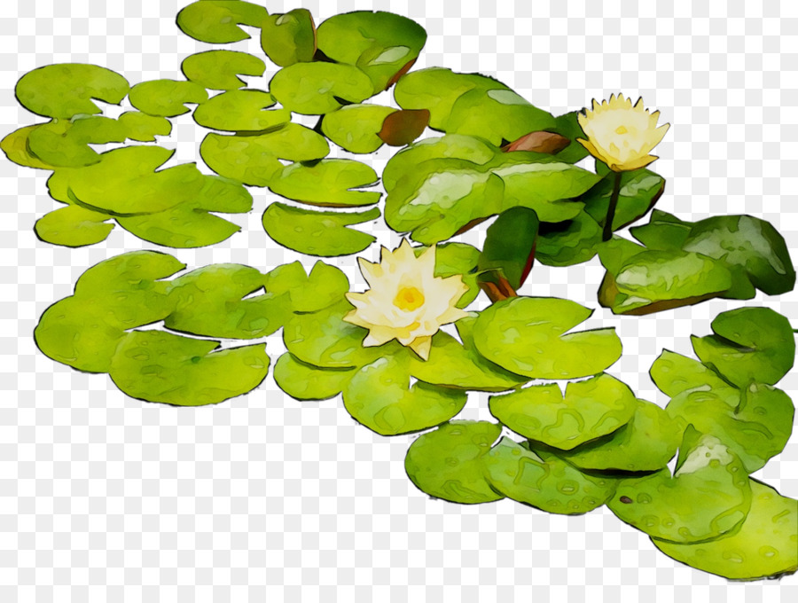 Flor，Las Plantas Acuáticas PNG