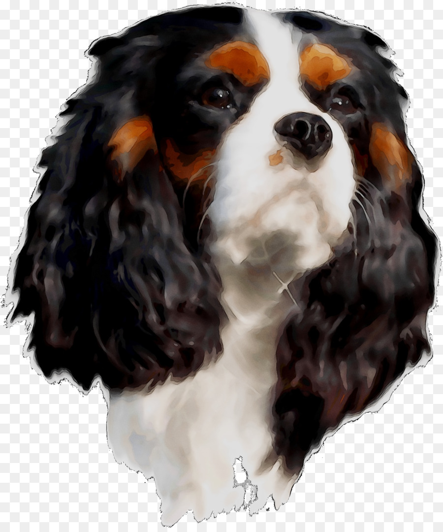 King Charles Spaniel，Cavalier King Charles Spaniel PNG