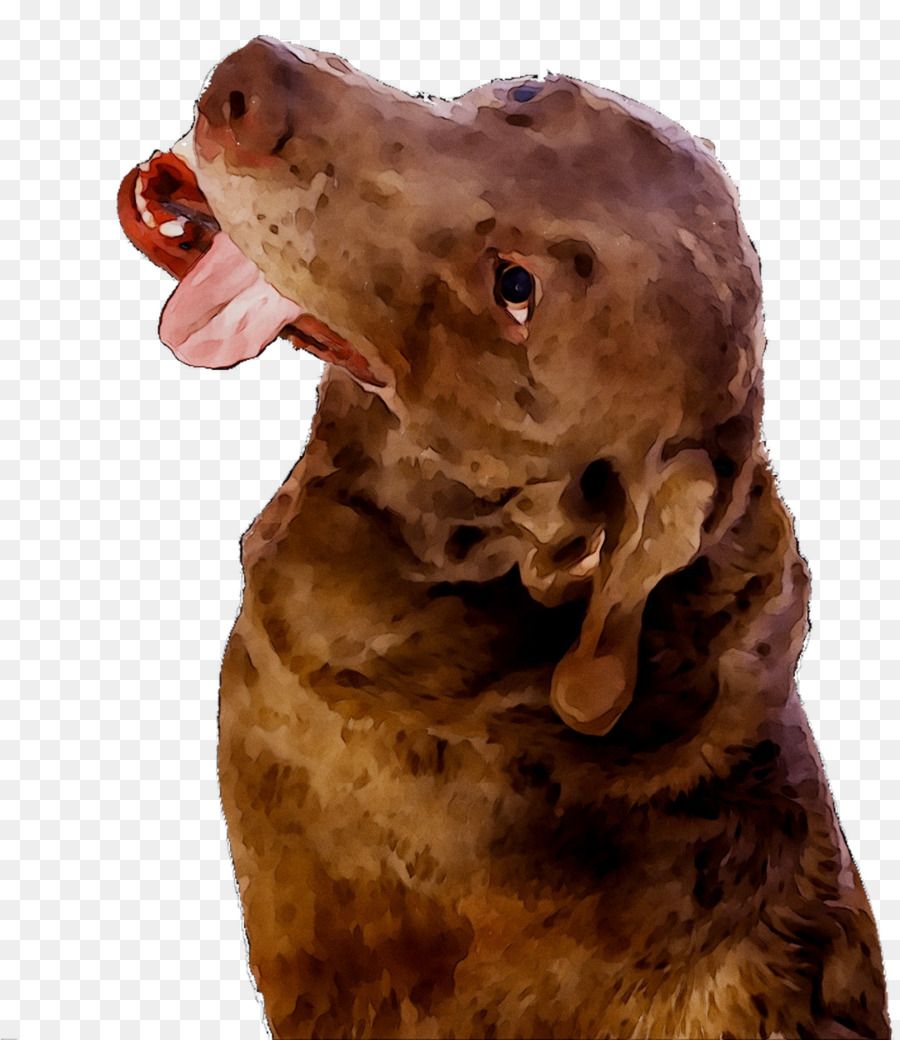 Boykin Spaniel，Chesapeake Bay Retriever PNG