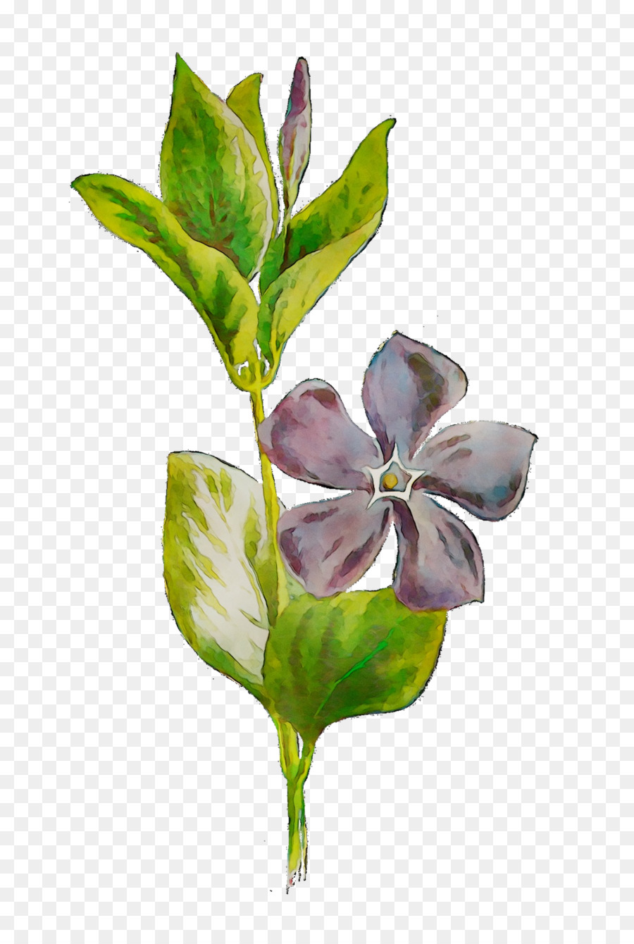 Flor，Tallo De La Planta PNG