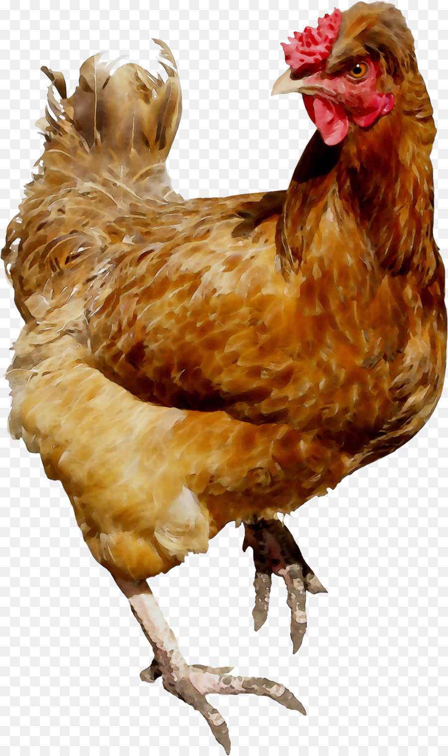 Gallo，Pollo PNG