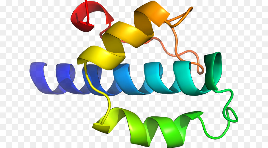 Estructura Proteica，Molécula PNG