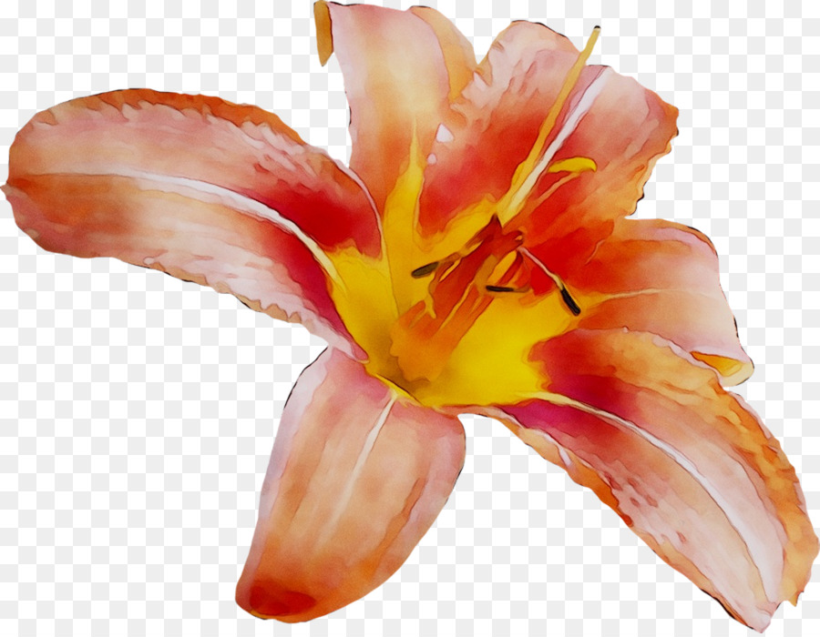 Canna，Naranja Lily PNG