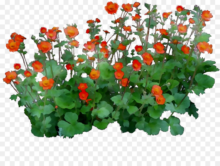 Flor，Planta Anual PNG