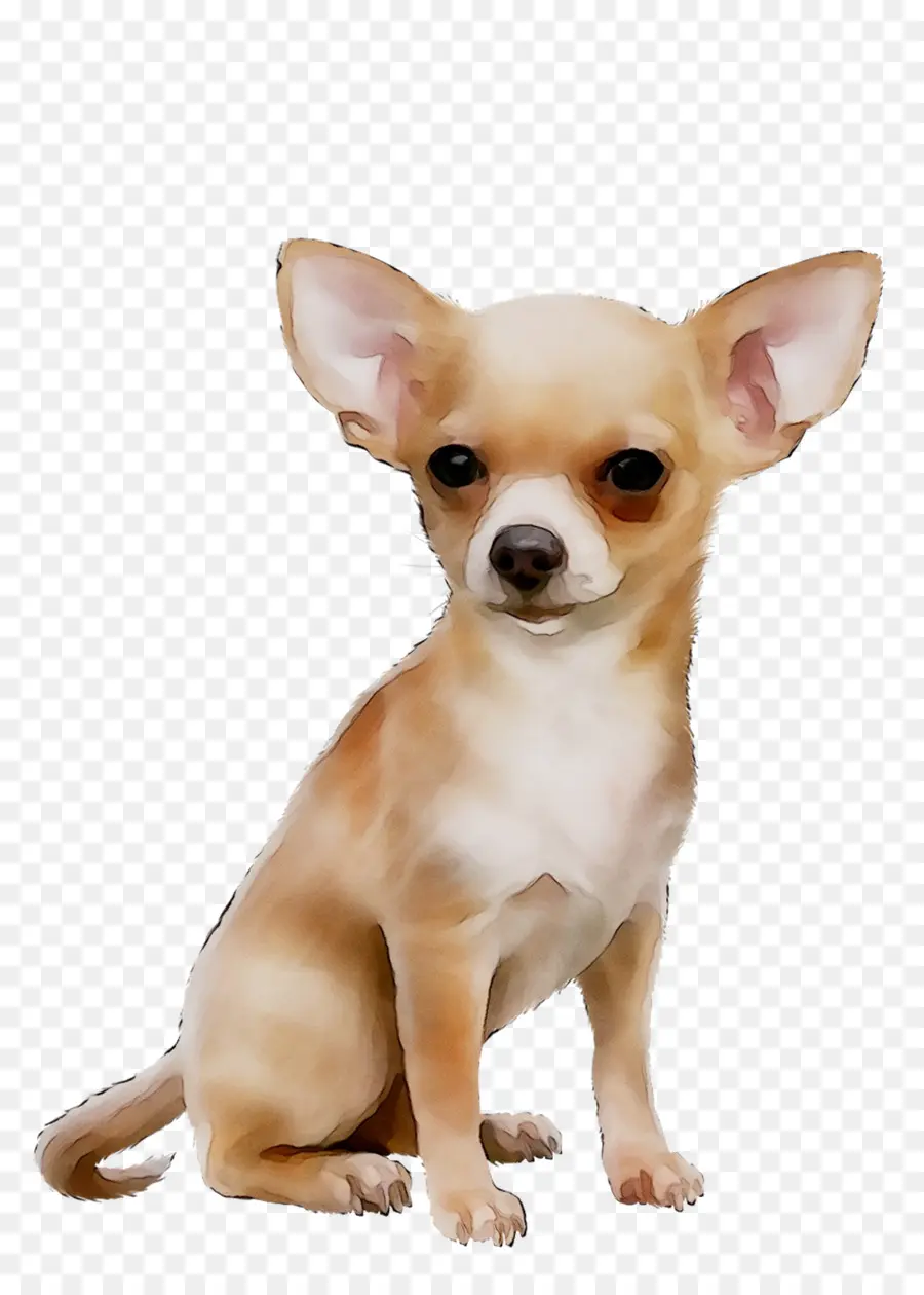 Chihuahua，Russkiy Toy PNG