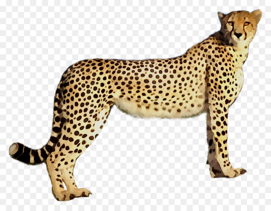 Guepardo，Leopardo PNG