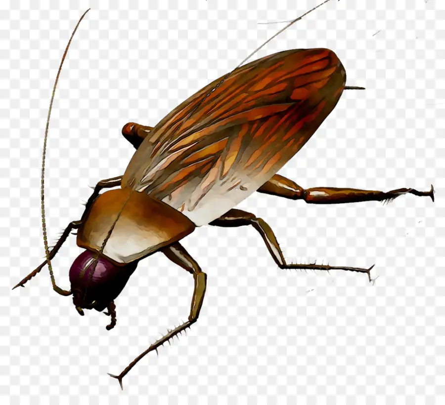 Cucaracha，Bicho PNG