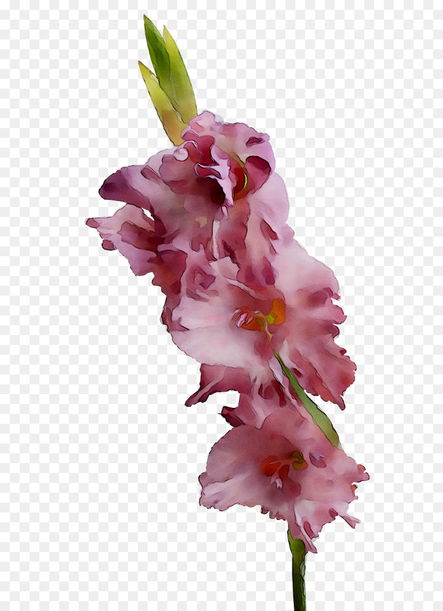 Gladiolo，Las Flores Cortadas PNG