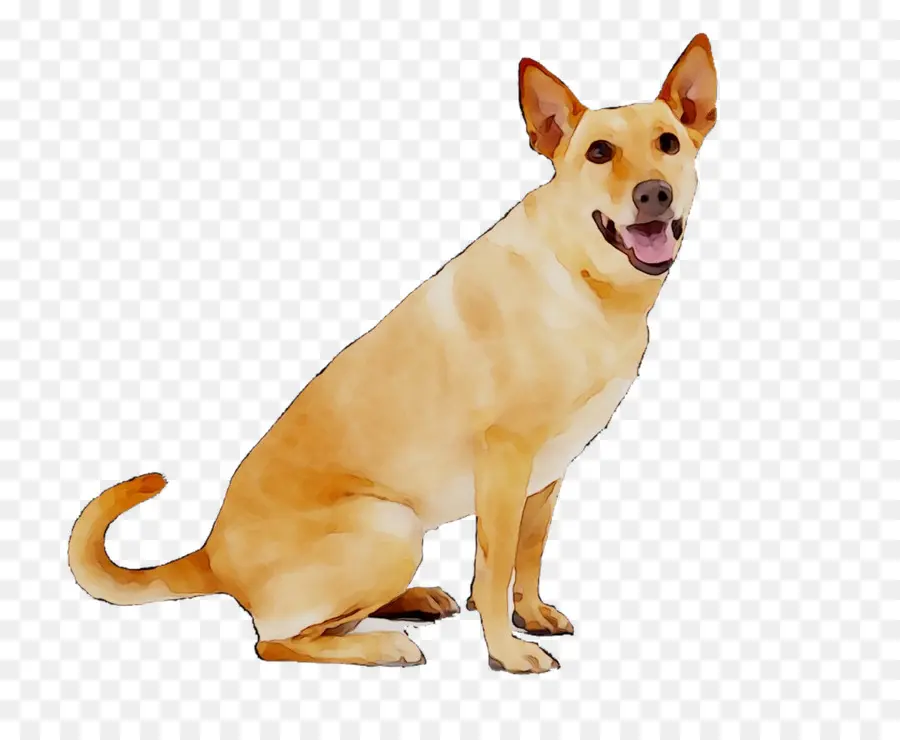 Raza De Perro，Carolina Del Perro PNG