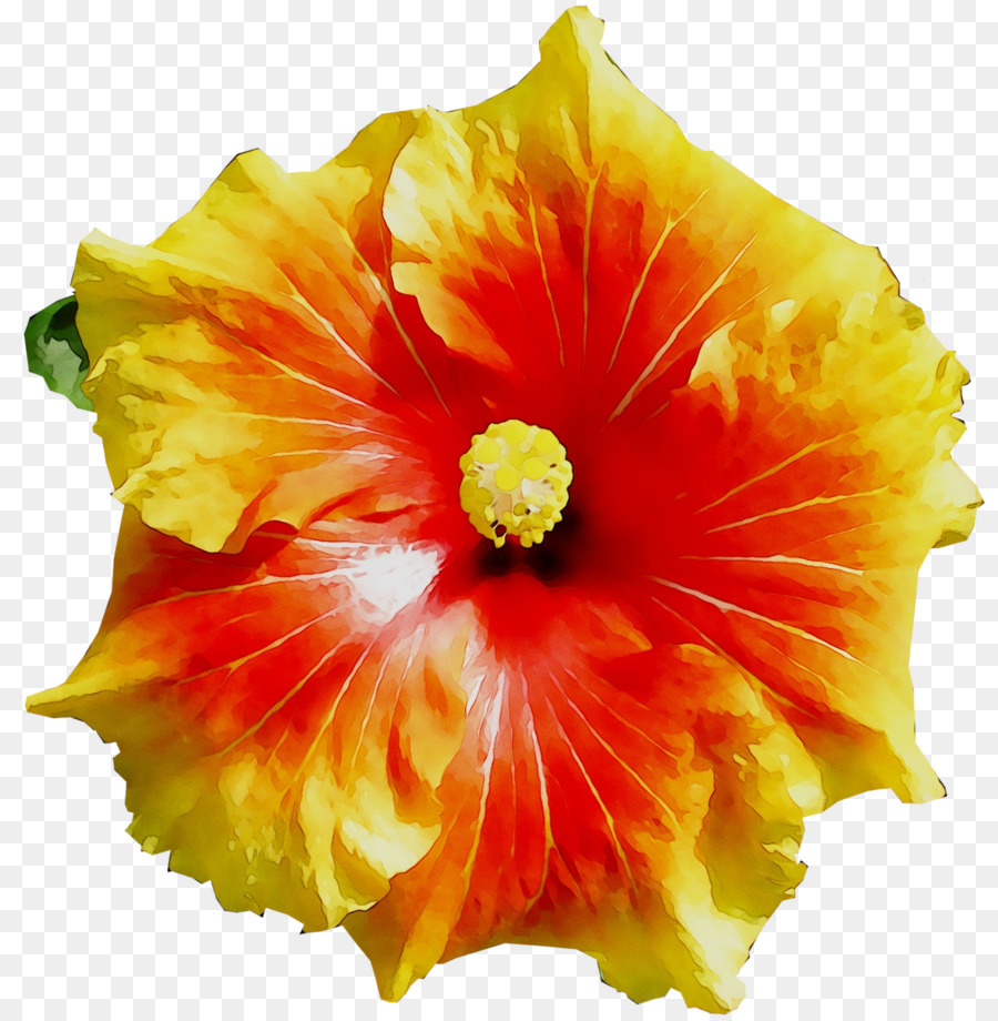 Flor Amarilla，Pétalos PNG