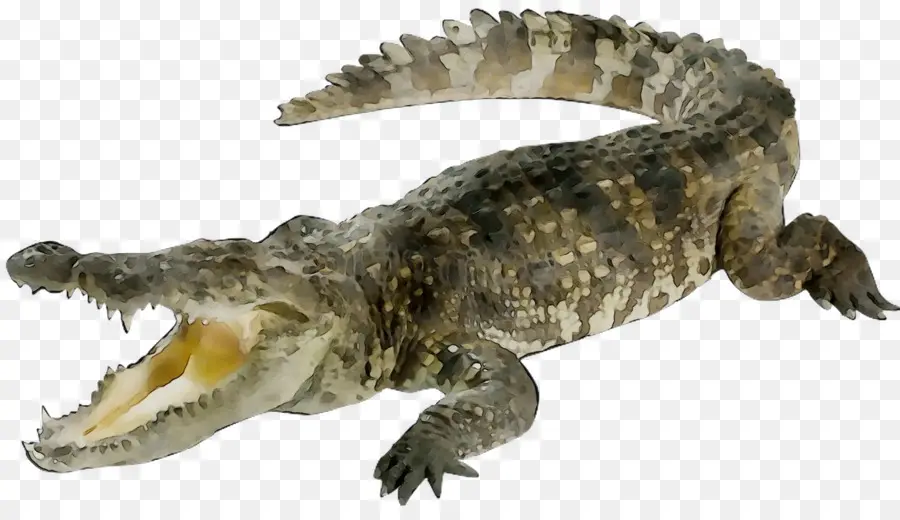 Cocodrilo，Reptiles PNG