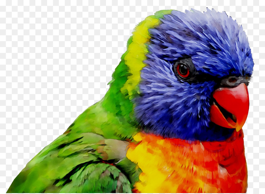 Guacamayo，Parakeet PNG