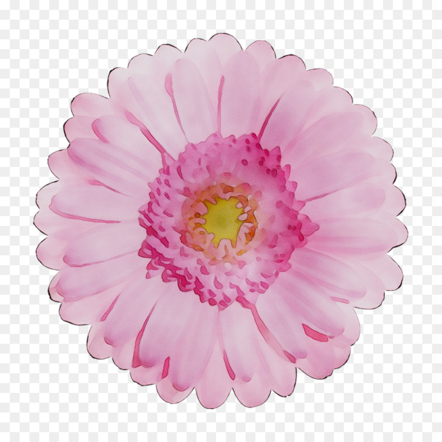 Transvaal Daisy，Crisantemo PNG