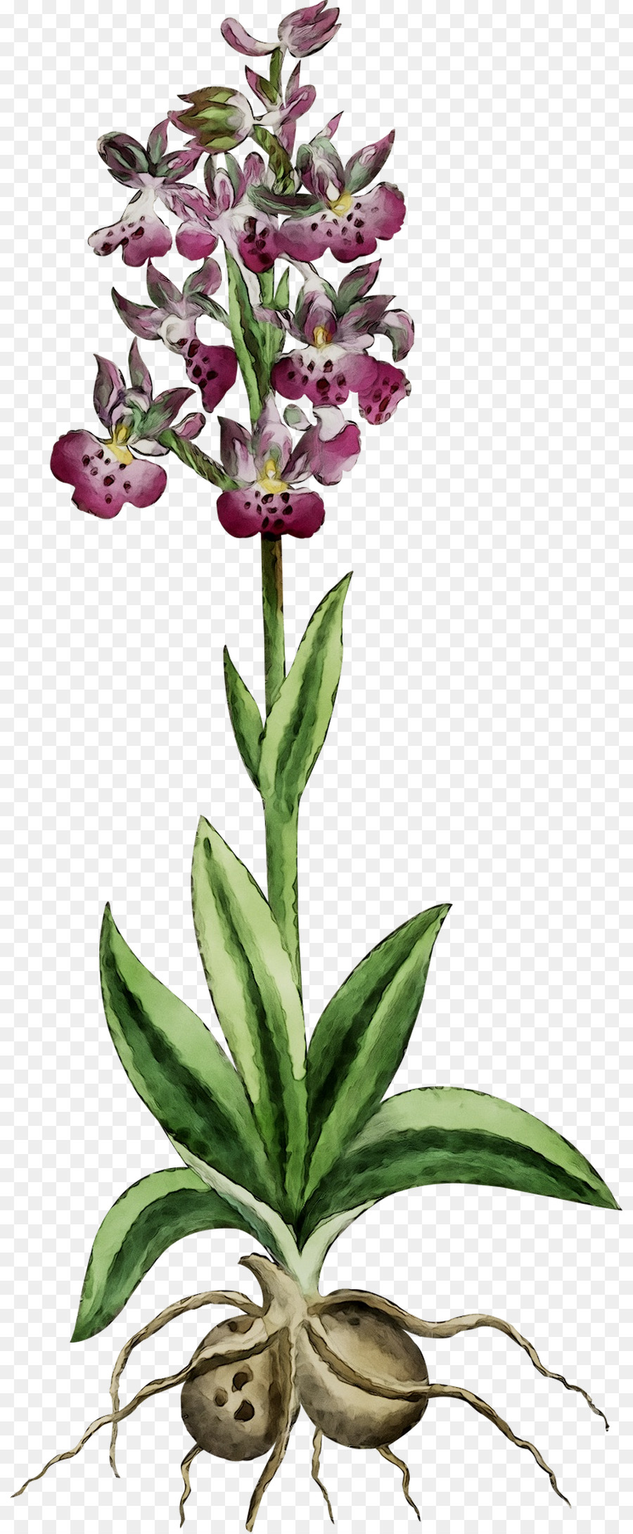 Las Orquídeas，Planta Herbácea PNG