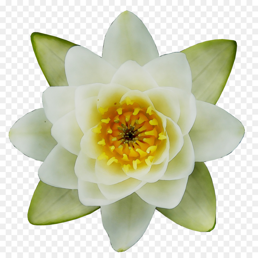 Flor Blanca，Florecer PNG