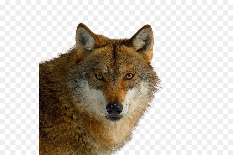 Zorro Rojo，Coyote PNG