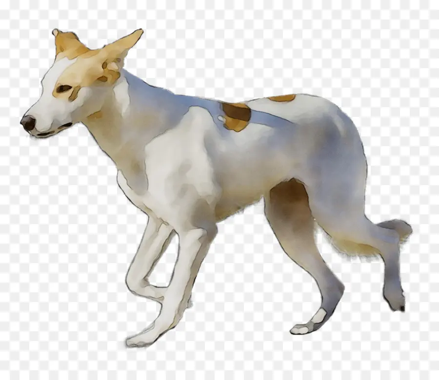 Perro，Canino PNG