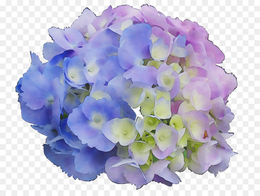 Hortensia，Pétalo PNG