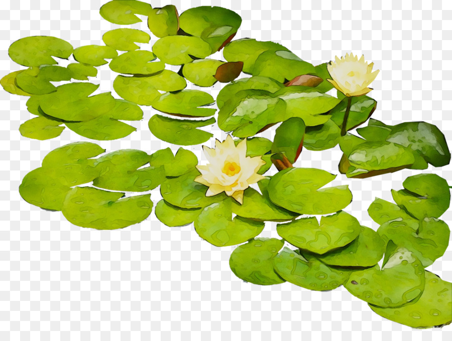 Flor，Planta Anual PNG