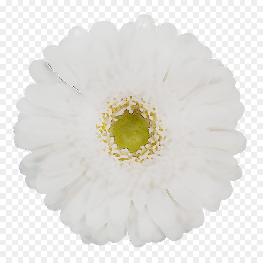 Flor，Encaje PNG