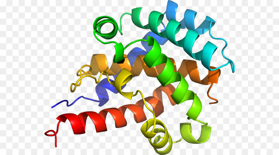 Estructura De La Proteína，Biología PNG