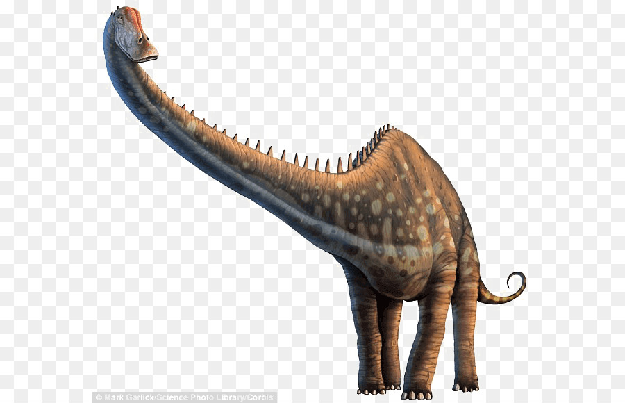 Diplodocus，Allosaurus PNG