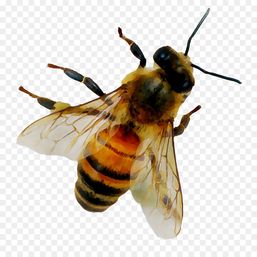 Abeja，Alas PNG