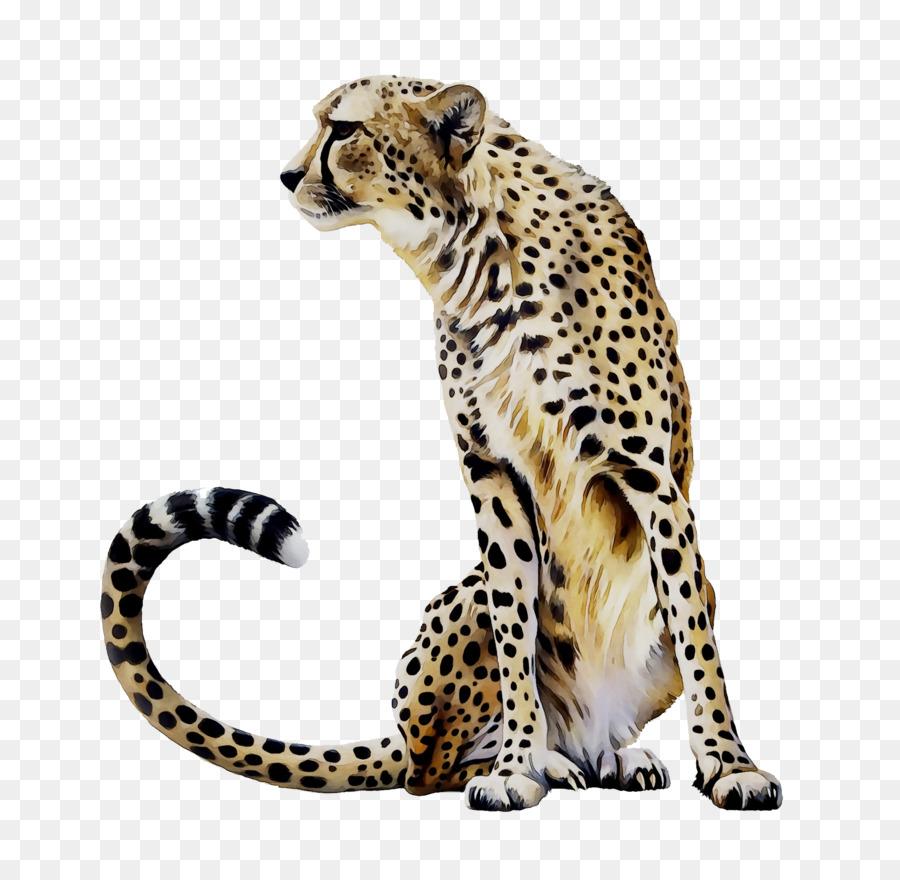 Guepardo，Leopardo PNG